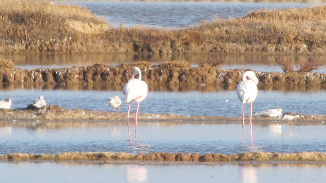 Flamingos at Ria Formosa -  Tavira, Algarve, Portugal